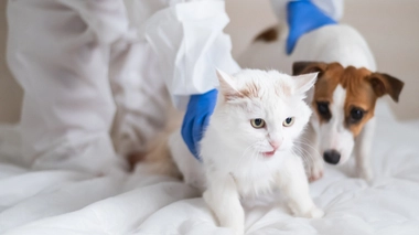 Variole du singe : une maladie mortelle pour nos animaux de compagnie