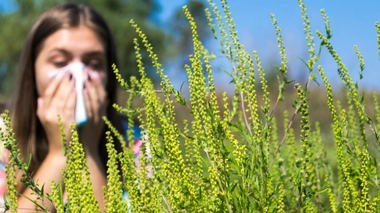 Allergie : alerte au pollen d’ambroisie