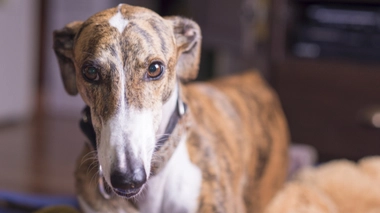 Il s’agit du “premier cas rapporté de transmission de l’être humain à l’animal”