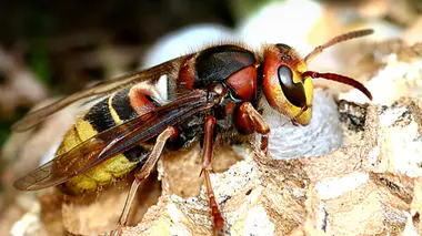 On vous donne nos conseils pour réagir en cas de piqûre.