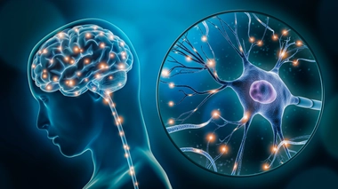 Les corticoïdes modifient la structure et le volume du cerveau, 