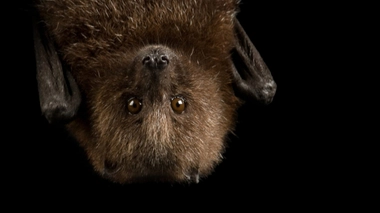 Le virus Khosta-2 a été découvert en 2020 sur des chauve-souris en Russie