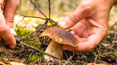 Champignons toxiques ou comestibles ? Ne vous fiez pas aux applis !