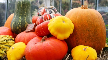 Les cucurbitacées, riches en fibres, en vitamines et bons pour la santé sont souvent plein d’eau, fibreux et peu aromatiques