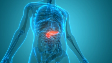 À quoi sert le pancréas ?