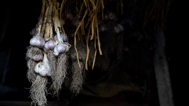 Il est universellement reconnu que l'ail éloigne les vampires et plus généralement, dans les croyances populaires