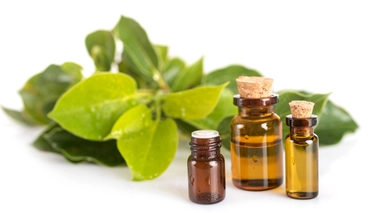 La star contre les rhumes et autres bronchites hivernales, est le ravintsara