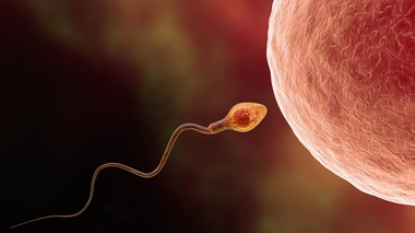 La quantité de spermatozoïdes est l'un des facteurs qui jouent sur la fertilité masculine, mais il n'est pas le seul