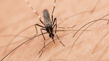 Le premier cas du virus Usutu en France remonte à 2016