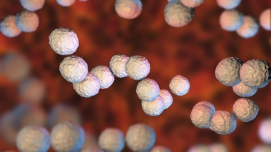 Les streptocoques A sont responsables d'angine et de scarlatine