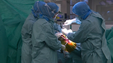 Chirurgie de la hanche : une opération express