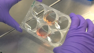 À quoi servent les organoïdes, ces organes humains créés en laboratoire ?