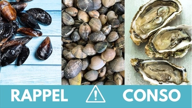 Rappel produit : de nombreux coquillages contaminés par des norovirus