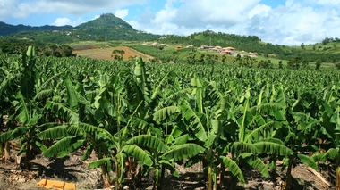 Le chlordécone a été utilisé pour lutter contre le charançon jusqu'en 1993 en Martinique et Guadeloupe