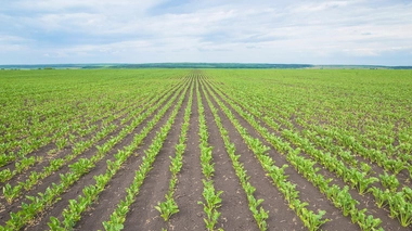 Les néonicotinoïdes utilisés dans les champs de betterave à sucre s'attaquent au système nerveux des insectes et sont mis en cause dans le déclin massif des colonies d'abeilles.    