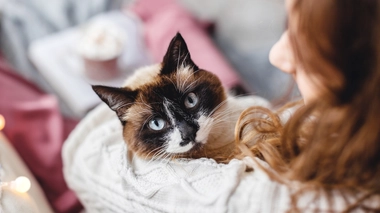 Un premier cas de chat contaminé par la grippe aviaire a été détecté dans l'hexagone