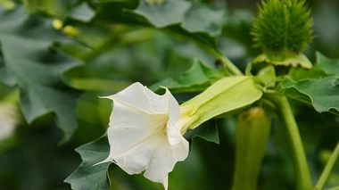 Les vrais dangers de la cigarette au datura