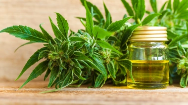 Le CBD ou cannabidiol, est une substance extraite du chanvre