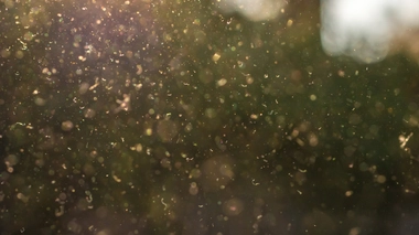 Le pollen est particulièrement précoce cette année