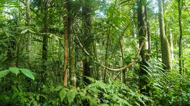 Un homme survit 30 jours en Amazonie en buvant... son urine