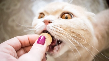 Pourquoi il ne faut jamais donner de paracétamol à votre animal de compagnie