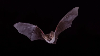 Pourquoi la chauve-souris résiste-t-elle si bien aux virus ?