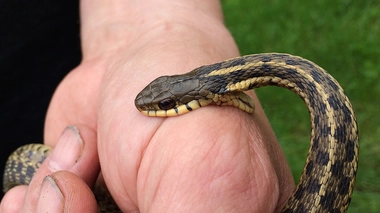 Morsures de serpent : nos conseils pour bien réagir