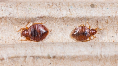 Alerte aux punaises de lit !