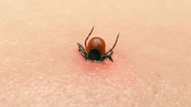 Traquez les tiques pour enrichir la "tiquothèque" !