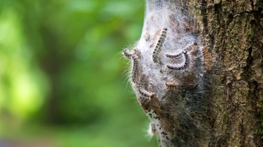 Les chenilles processionnaires profitent du réchauffement climatique pour étendre leurs zones d’habitation