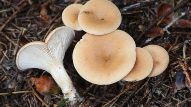 Une molécule issue d’un champignon comestible, le lepista flaccida, pourrait bien soigner les patients atteints de mucoviscidose