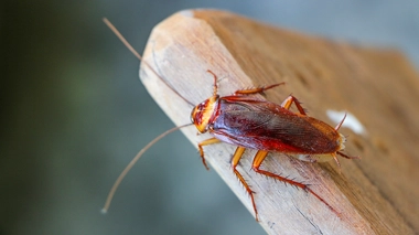 “Quand j'ai introduit le spéculum, je me suis rendu compte que c'était un insecte"