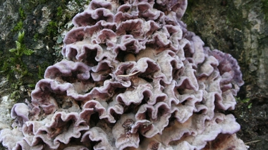 Le patient présentait une toux persistante, un enrouement important, de la fatigue, une difficulté à déglutir et une anorexie