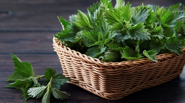 L'ortie, bien souvent considérée comme une mauvaise herbe a pourtant de nombreuses vertus