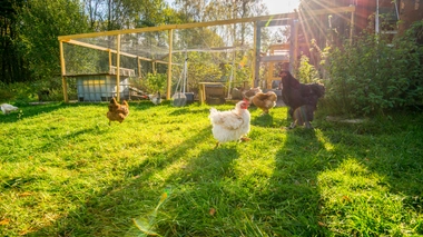 Polluants : Il ne faut plus manger les œufs de son poulailler, recommande l'ARS d'Île de France