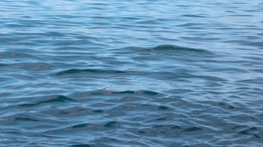 La découverte va permettre de mieux appréhender la biodiversité océanique et l'importance des virus dans ces écosystèmes