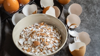 Les coquille d'oeuf sont plus précieuses qu’elles n’en ont l’air