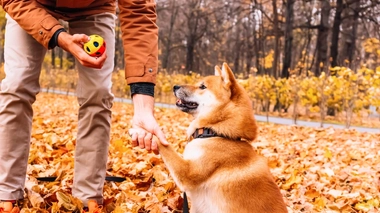 Votre chien vous comprend-il ?