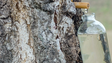 Le printemps est la saison de la récolte de la sève de bouleau