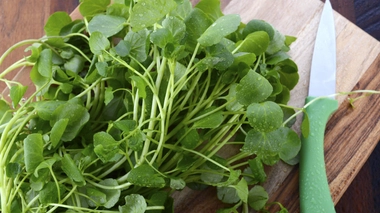 Le cresson est un véritable allié santé