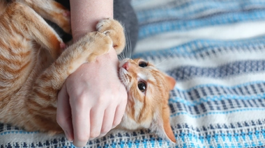 La morsure de chat, même en jouant, est fréquemment incriminée dans la pasteurellose.