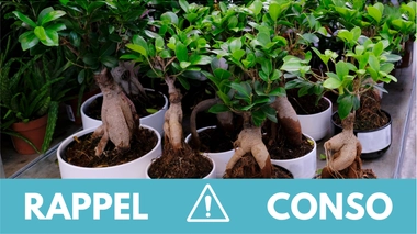 Rappel produit : Ficus IKEA
