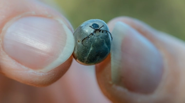 La tique Hyalomma, originaire d'Afrique et d'Asie, transmet de nombreux agents pathogènes, dont le virus de la fièvre de Crimée-Congo (FHCC).