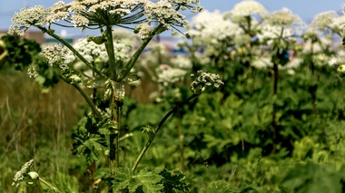 La Berce du Caucase mesure entre 2 et 5 mètres au stade floral