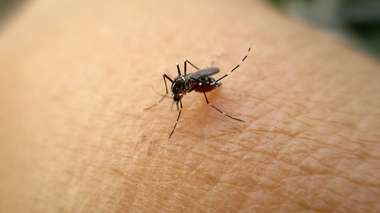Le moustique tigre, une espèce qui a envahi le sud de la France depuis plusieurs années