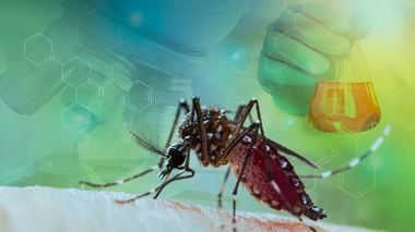 Elle affirme que le moustique tigre a la capacité de transmettre le virus de chikungunya, de façon aussi efficace à 20°C qu’à 28°C.  