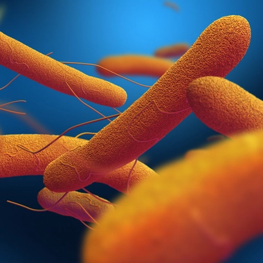 Les salmonelles sont des bactéries responsables d'intoxications alimentaires parfois sévères.