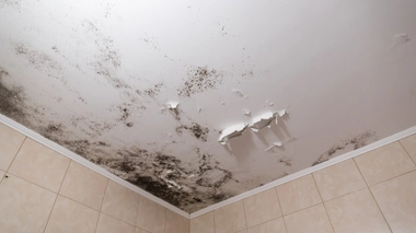 Pollution intérieure : quels sont les effets des moisissures sur la santé ?