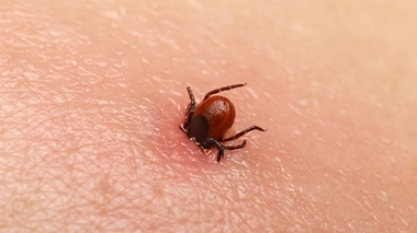 Une personne piquée sur 5 développe une maladie de Lyme, d'après une étude de 2021.