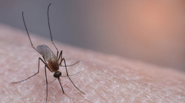 Le virus de Nil occidental, véhiculé par les oiseaux, est transmis à l'humain par le moustique commun.